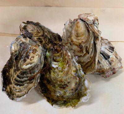 curly oyster